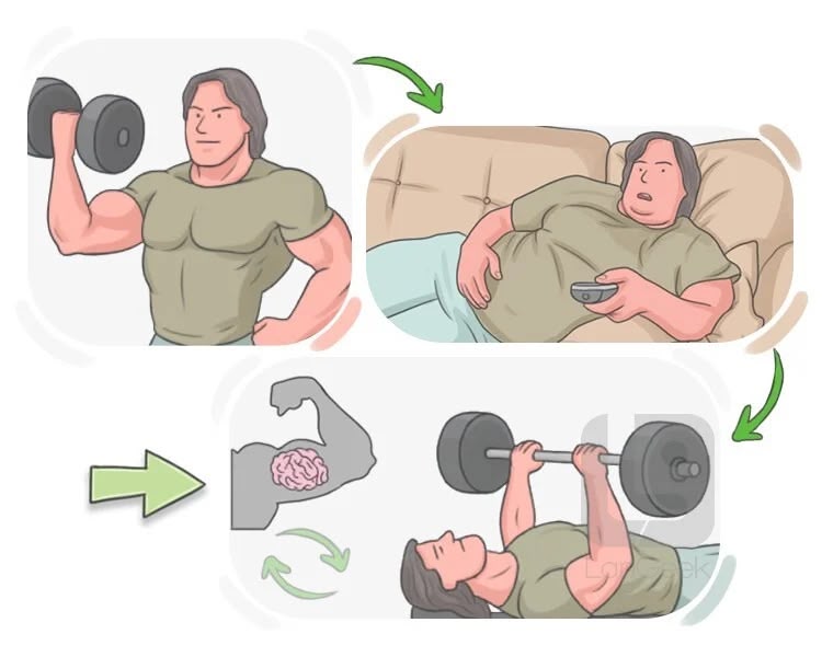 Muscle memory là gì? Những điều cần biết tập luyện 3 Cơ chế hoạt động của muscle memory
