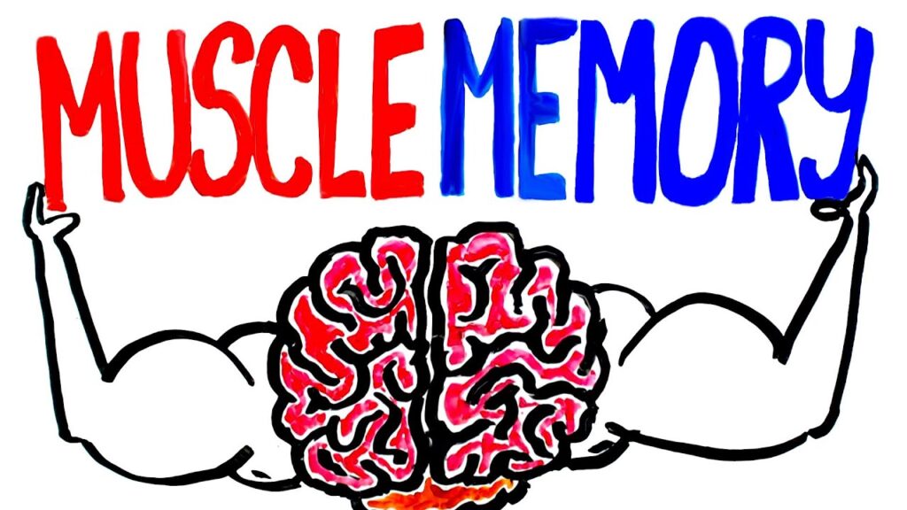 Muscle memory là gì? Những điều cần biết tập luyện 5 Muscle memory tồn tại trong bao lâu?
